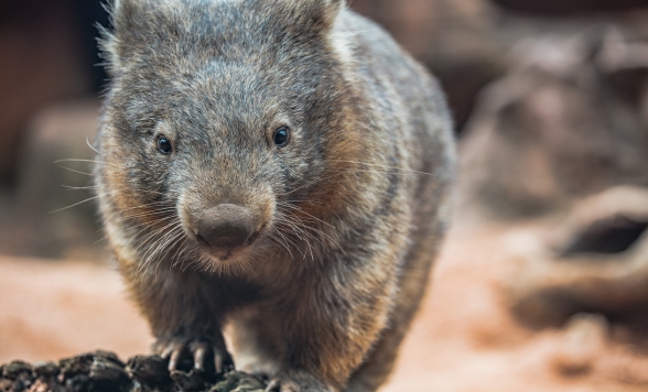 3アトラクションパス・入場チケット